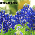 blue bonnet flower