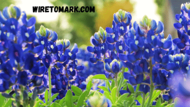 blue bonnet flower