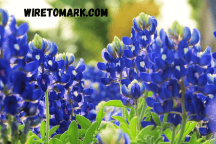 blue bonnet flower