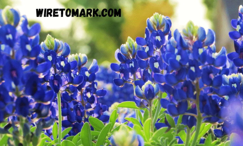 blue bonnet flower