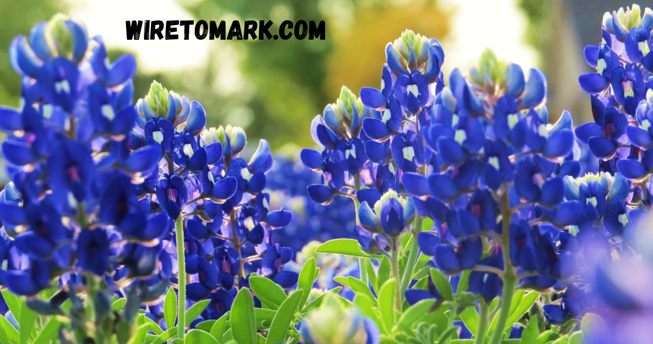 blue bonnet flower